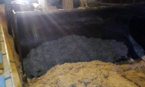 Jętki, jak śnieg w środku lata... zablokowały most w Radymnie