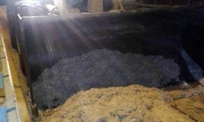 Jętki, jak śnieg w środku lata... zablokowały most w Radymnie