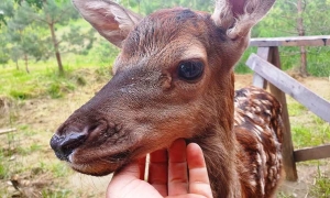 Apel fundacji "Wesoły kundelek" - NIE ZABIJAJCIE SOŁTYSA!