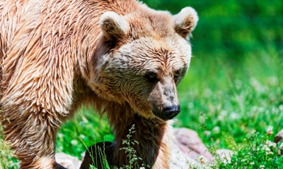 Niedźwiedź brunatny