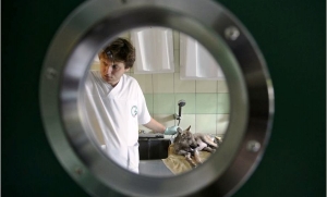 Wilk szary pacjentem Ośrodka Rehabilitacji Zwierząt Chronionych w Przemyślu