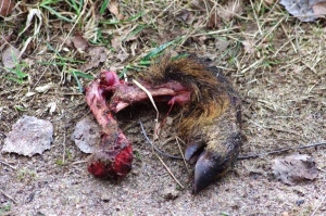 Życie i śmierć w trzech obrazach...