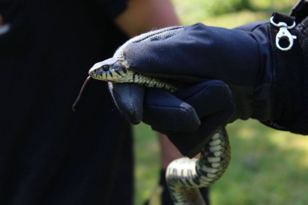 Gniazdo węży przy budynku