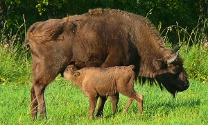 Martwa żubrzyca w Bieszczadach. Zwierzę padło z przyczyn naturalnych