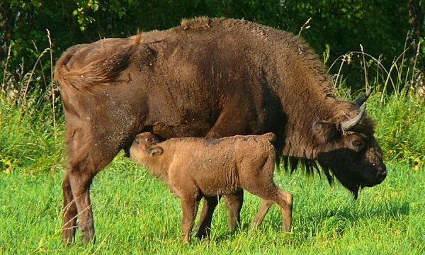Martwa żubrzyca w Bieszczadach. Zwierzę padło z przyczyn naturalnych