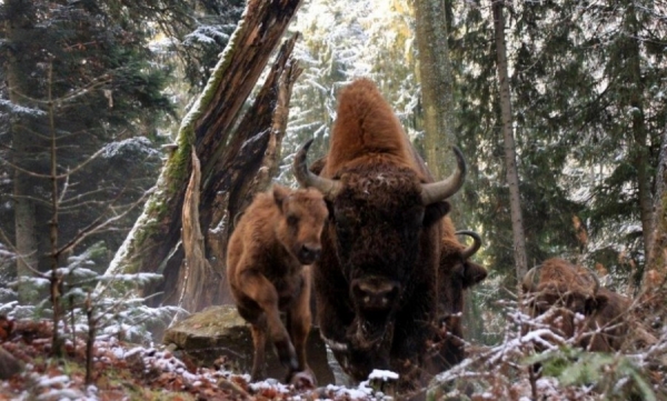 Żubry powr&oacute;cą do źr&oacute;deł Sanu