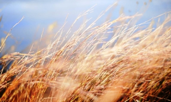 Znowu silny wiatr. Ostrzeżenie meteo