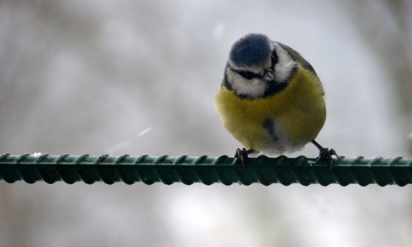 Zimowe Ptakoliczenie już w ostatni weekend stycznia