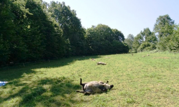 Wilki zagryzły 24 owce w Lalinie pod Sanokiem