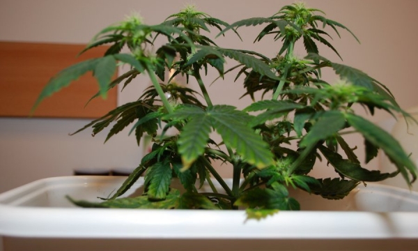 Tymczasowe aresztowania dla diler&oacute;w