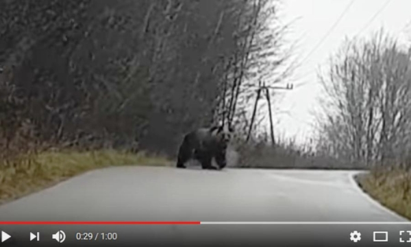 Spotkanie na drodze...