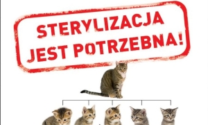Wiosenna sterylizacja kot&oacute;w. Akcja Fundacji "Wesoły Kundelek" i Urzędu Miasta i Gminy Lesko