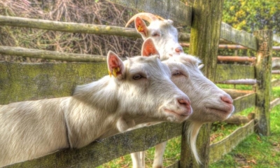 Bieszczadzcy rolnicy zapraszają na "Dni otwarte&rdquo;