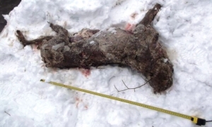 Znowu ktoś zabił i osk&oacute;rował wilka w Bieszczadach. Sprawca nieznany