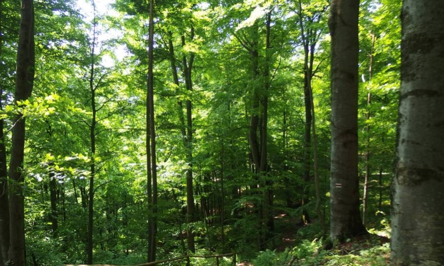 Bieszczadzkie lasy mają szansę trafić na listę UNESCO