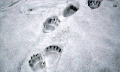 Ślady zwierząt na śniegu pomocą dla leśnik&oacute;w